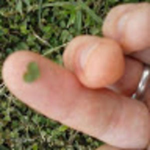 Meet your Posher, Ashes